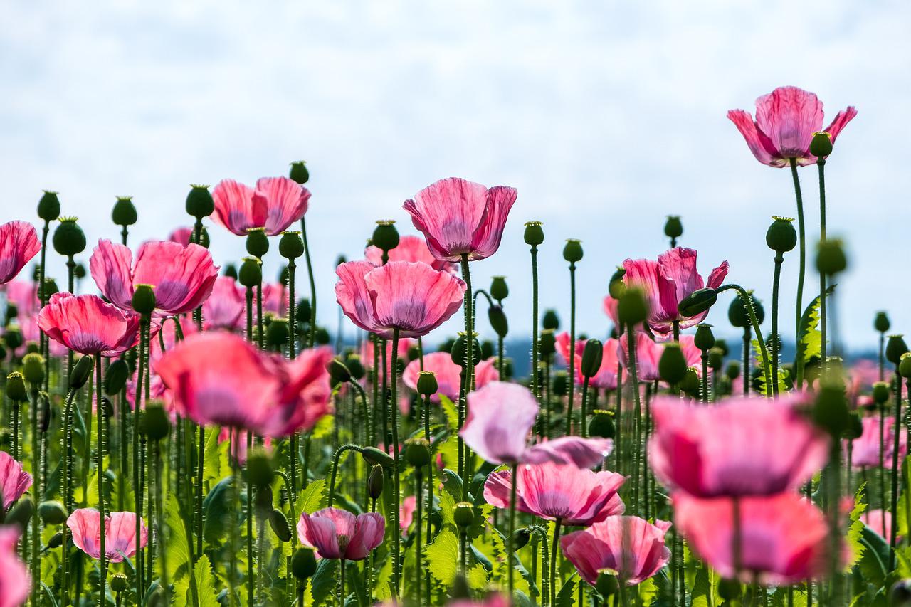 poppy, flower, pink poppy-5351553.jpg